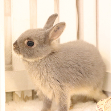 animal_image
