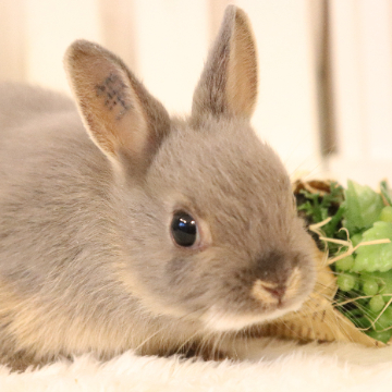 animal_image