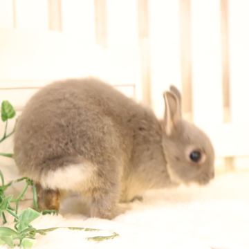 animal_image