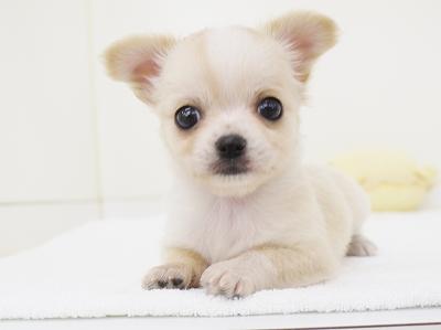 animal_image