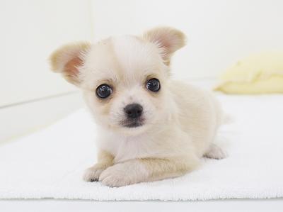 animal_image