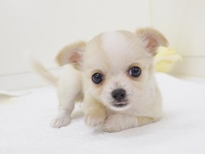 animal_image