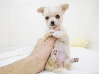 animal_image