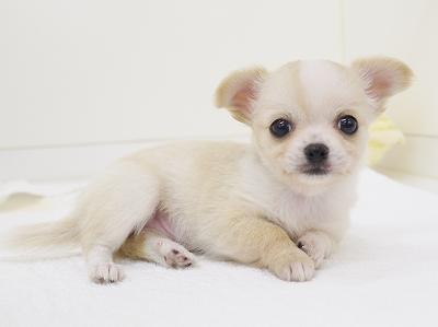 animal_image