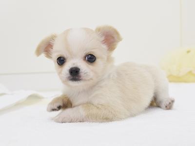animal_image