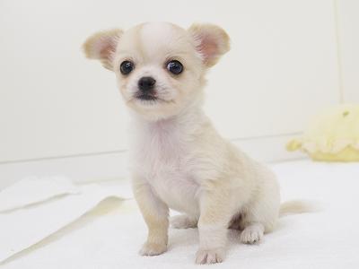 animal_image