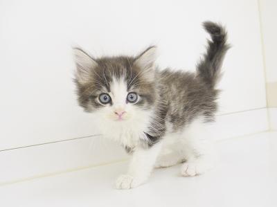 animal_image