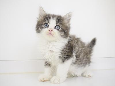 animal_image
