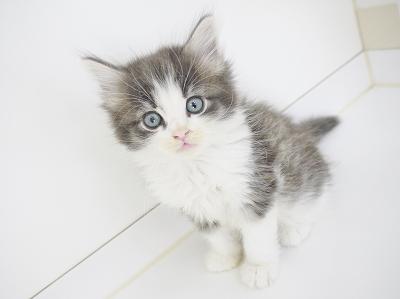 animal_image