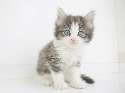 animal_image