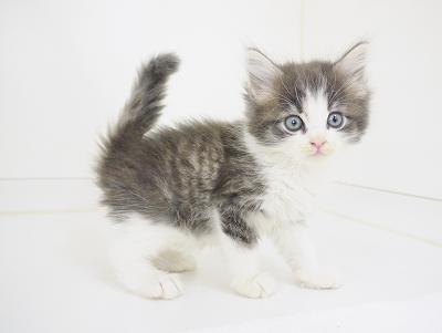 animal_image
