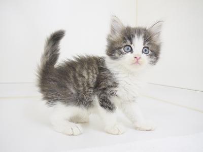 animal_image