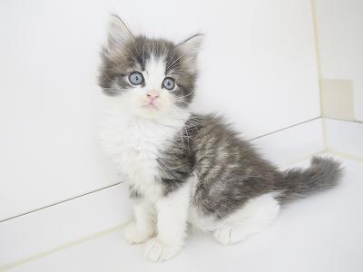 animal_image