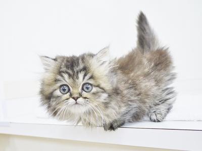 animal_image
