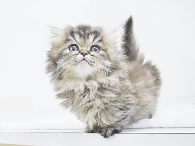 animal_image