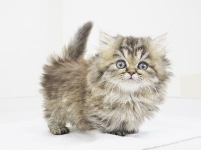 animal_image