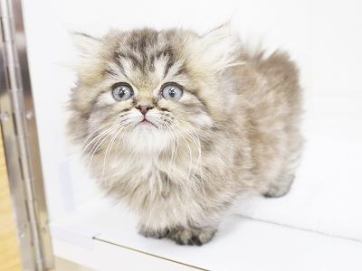 animal_image