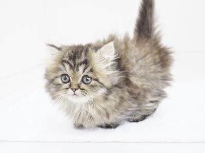 animal_image