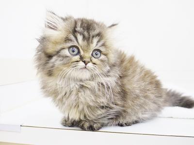 animal_image