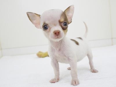 animal_image