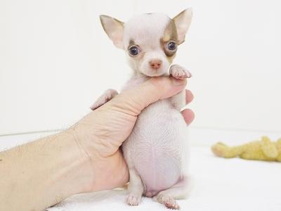 animal_image