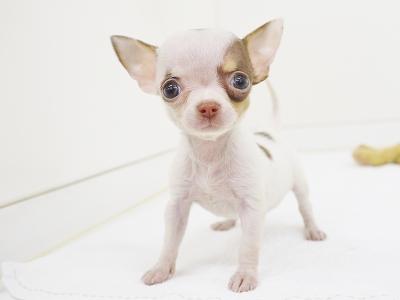 animal_image