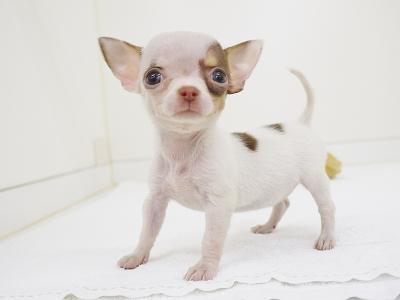 animal_image