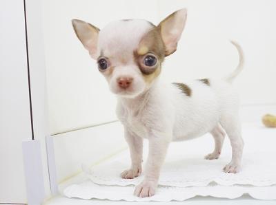 animal_image