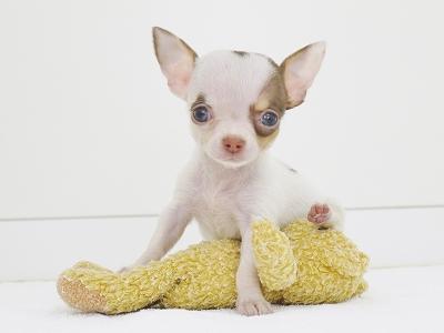animal_image