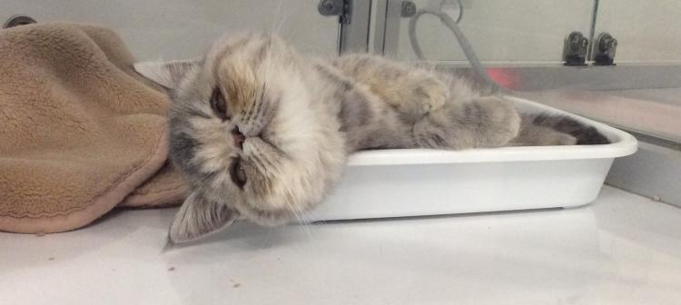 福岡県のペットショップ Adorable エキゾチック ショートヘア 0040 の詳細情報 猫との暮らし大百科 アニコム獣医師監修