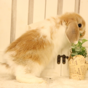 animal_image