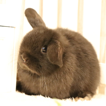animal_image