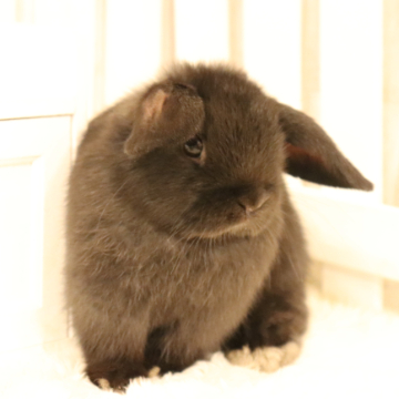 animal_image