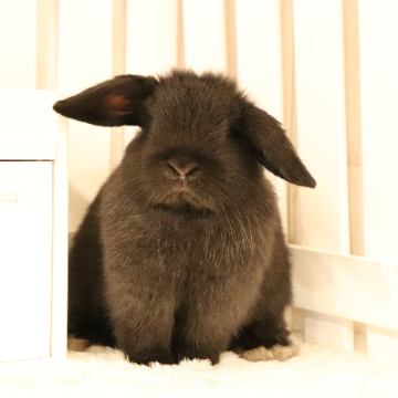 animal_image