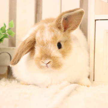 animal_image