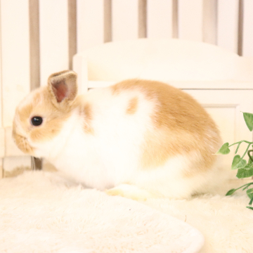 animal_image