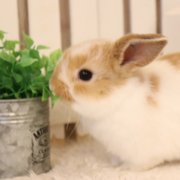animal_image
