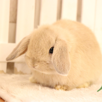 animal_image