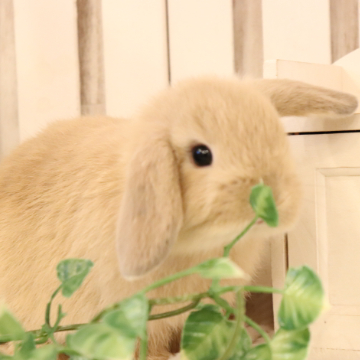 animal_image