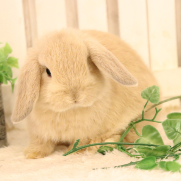 animal_image