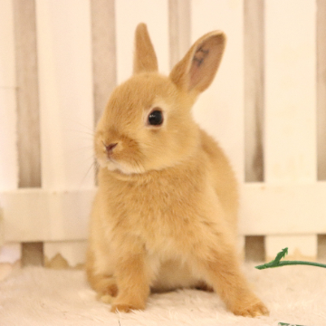 animal_image