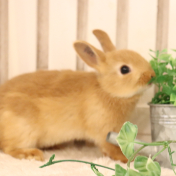 animal_image