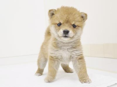 animal_image