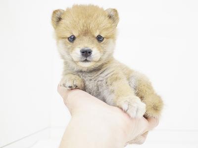 animal_image