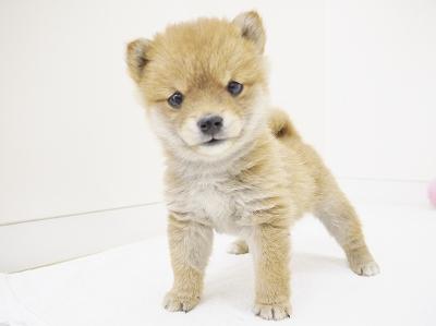 animal_image