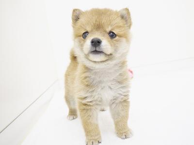 animal_image