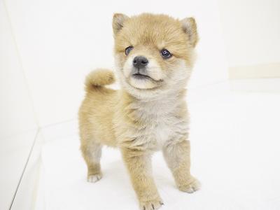animal_image