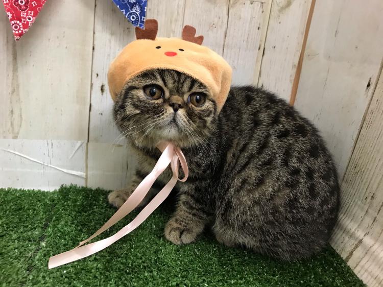 animal_image