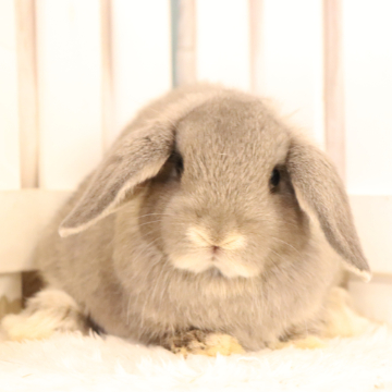 animal_image