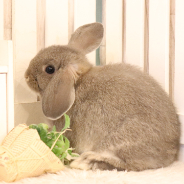 animal_image